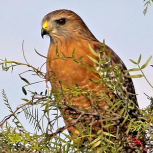 Red-shouldered hawk (Buteo lineatus)