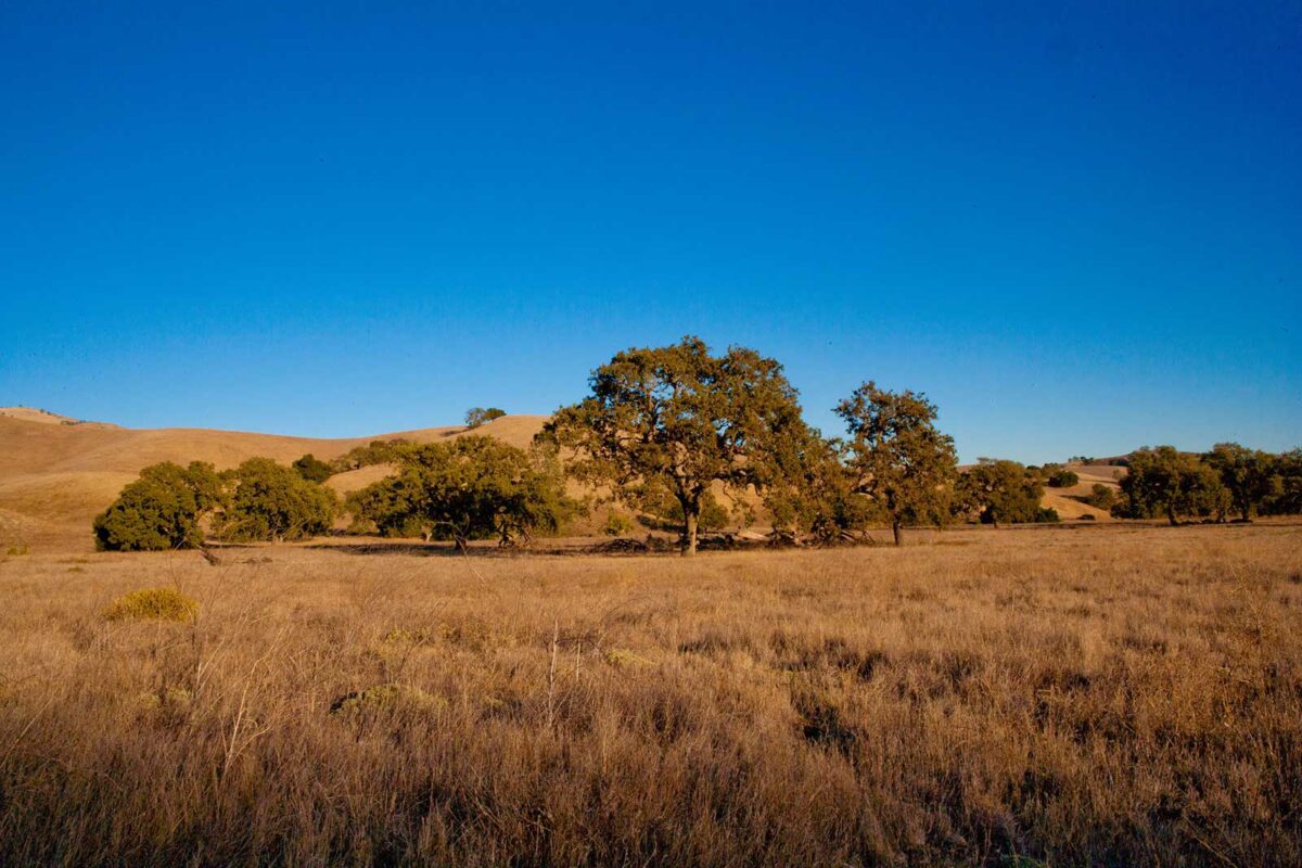 Sedgwick Landscape