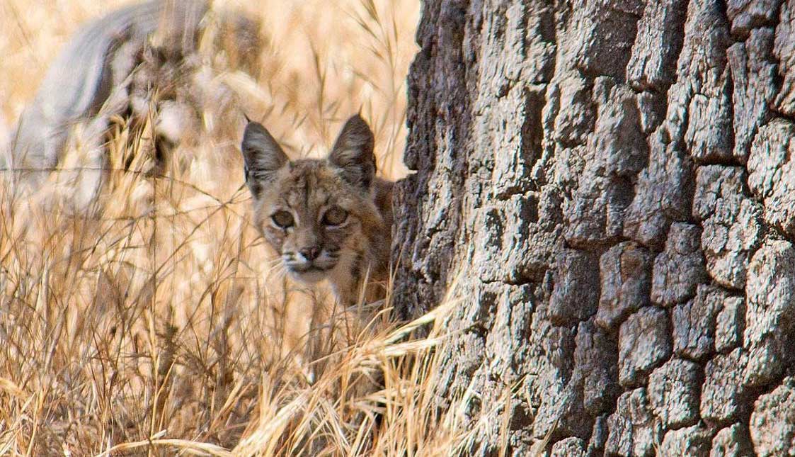 Contact Sedgwick Reserve