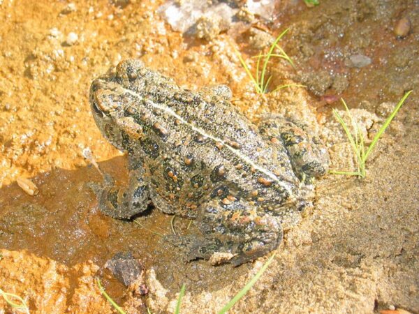 Western toad (Bufo boreas)