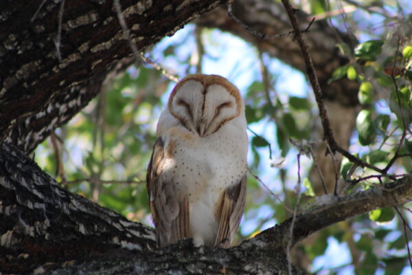 Barn Owl