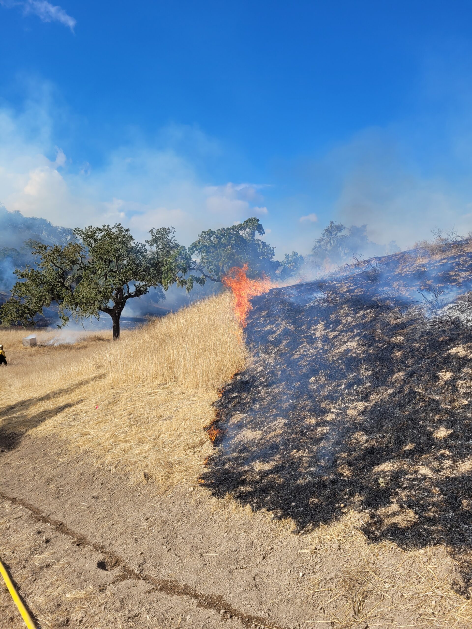 Sedgwick Reserve University of California, Santa Barbara