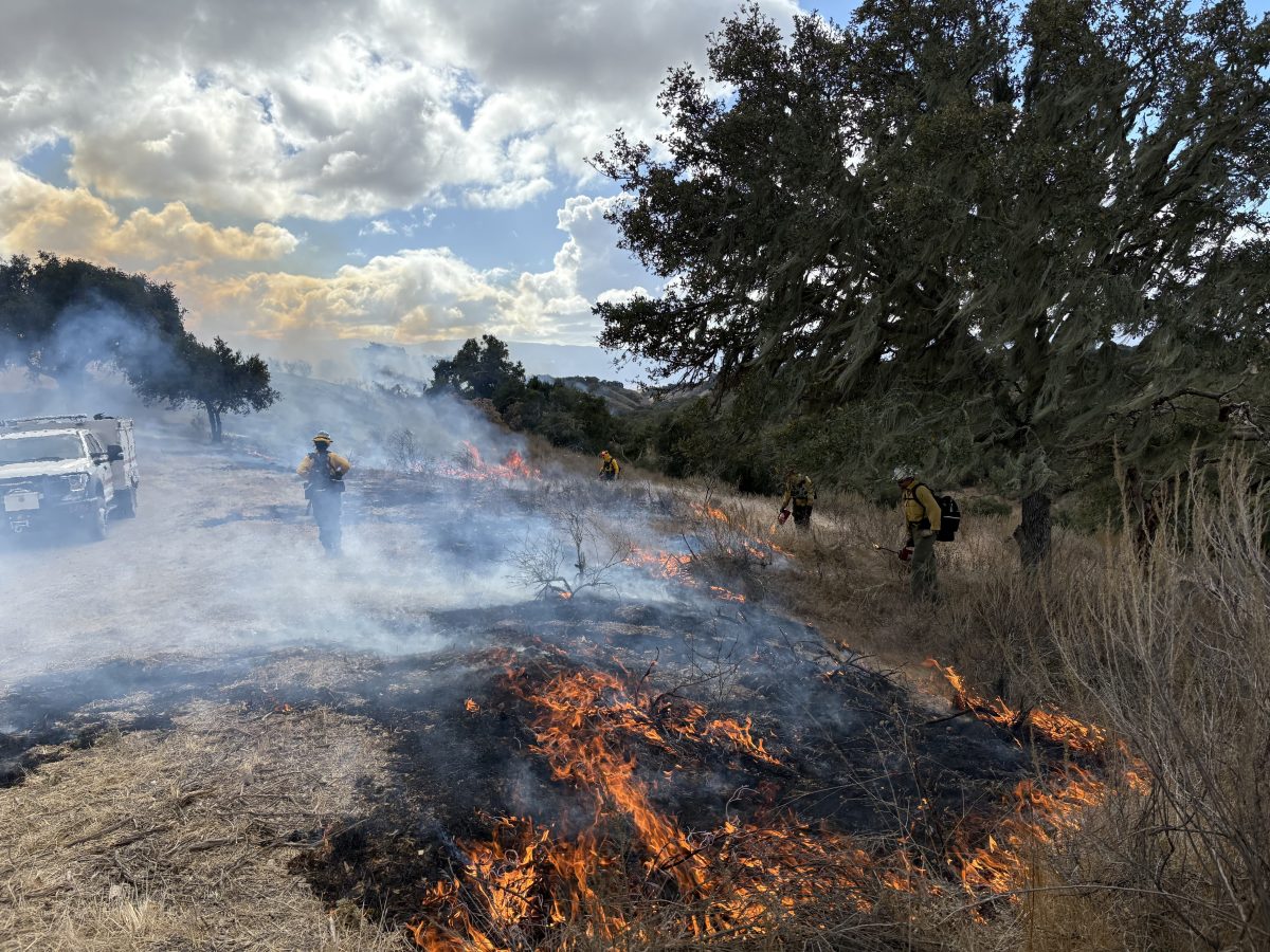 fire in grass next to road and trees