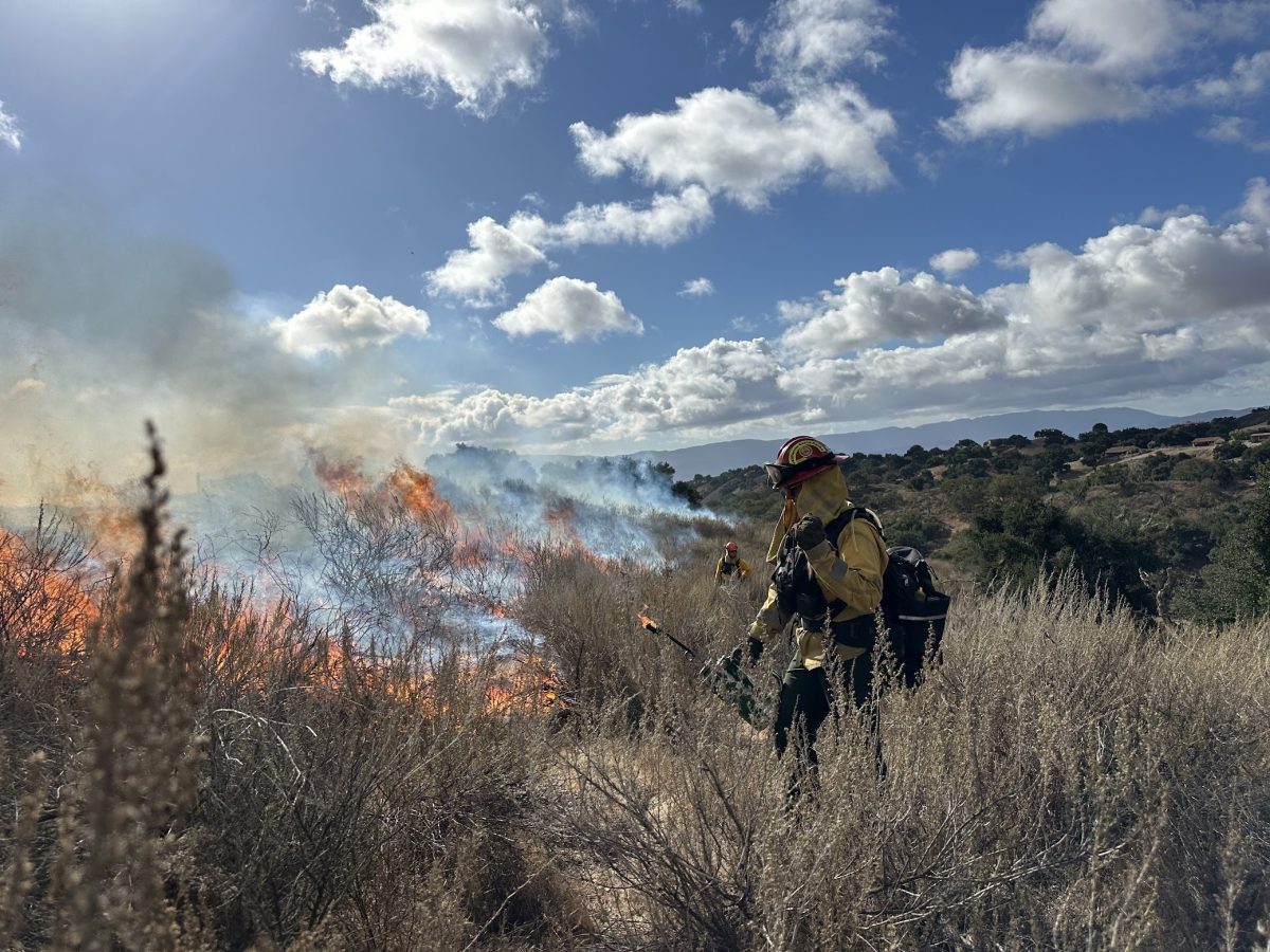 Person in yellow nomax gear lighting shrubs on fire with drip torch. Clear skies in background